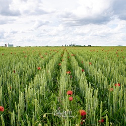 Agriculture Bio