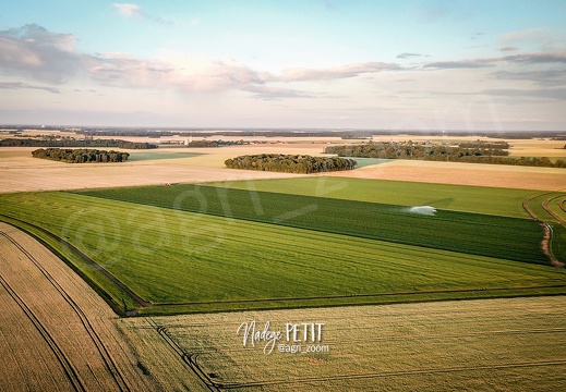 Irrigation d'un champ de pommes de terre en fin de journée en Normandie au mois de juin