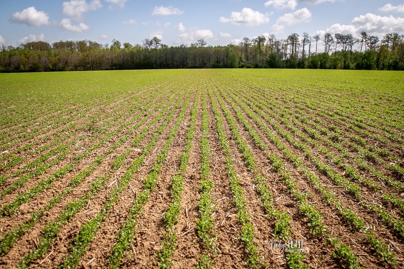 #2305020870 - crédit Nadège PETIT @agri_zoom.jpg