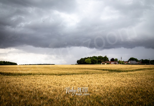 Soirée d'orages sur le blé dur
